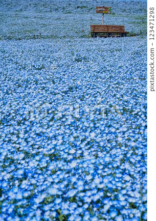Nemophila at Hanadaka Observation Hill Nemophila at Hanadaka Observation Hill 123471298