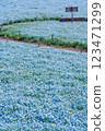 Nemophila at Hanadaka Observation Hill 123471299