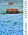 Nemophila at Hanadaka Observation Hill 123471300