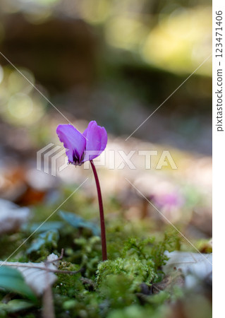Cyclamen Flower Forest Autumn Bloom: Nature Photography showcasing a single purple Cyclamen blooming in an autumnal forest. 123471406