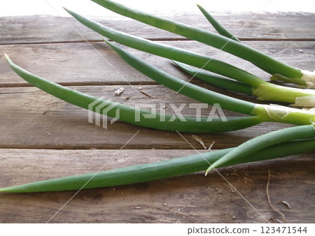 Harvesting green onions, home garden, local vegetable field Harvesting green onions, home garden, local vegetable field 123471544