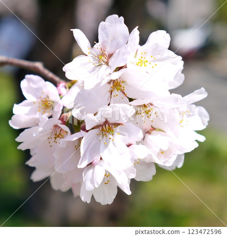 Cherry blossoms in full bloom 123472596