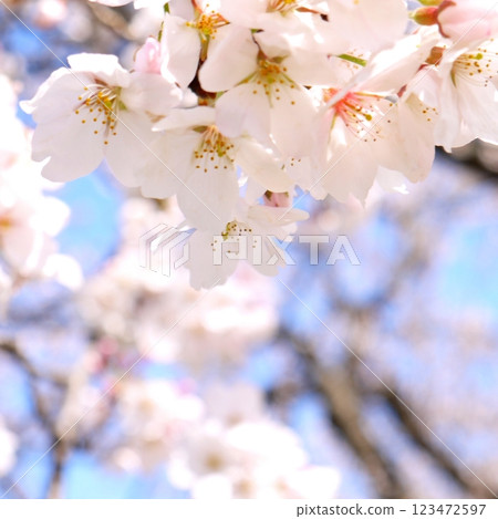 Cherry blossoms in full bloom 123472597