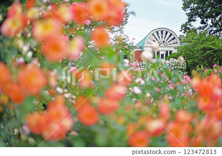 山上公園的玫瑰園，可欣賞海港景色 123472813