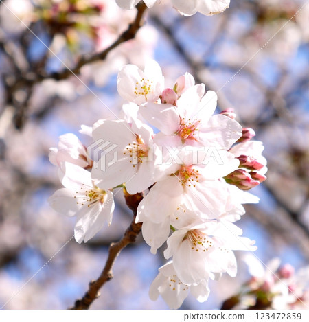 Cherry blossoms shining in the blue sky of spring 123472859