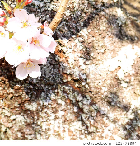 Sakura taking spring sunlight 123472894