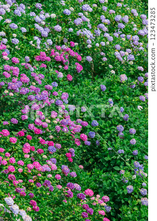 千葉縣服部農場(繡球花屋)的繡球花 千葉縣服部農場(繡球花屋)的繡球花 123473285