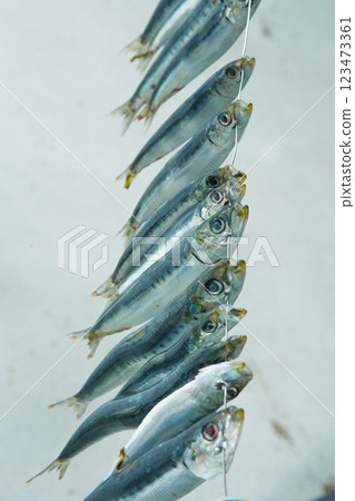 整條乾沙丁魚 整條乾沙丁魚 123473361