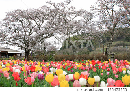 Tulip fields and cherry blossoms in full bloom 123473553