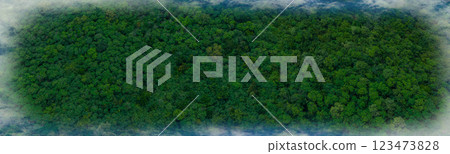 Aerial view of green summer forest. Summer in forest aerial top view. 123473828