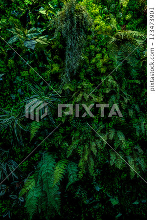 Herb wall, plant wall, natural green wallpaper and background. 123473901