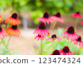 紫錐菊，紅色的花 123474324