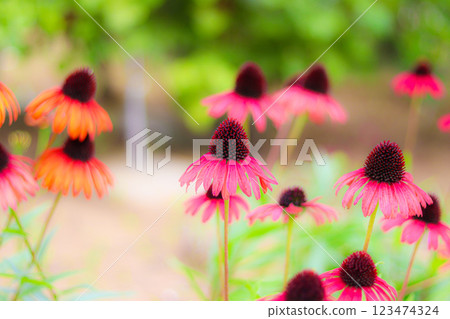 紫錐菊,紅色的花 紫錐菊,紅色的花 123474324