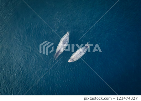 Two seals swimming gracefully in the deep blue waters during a calm afternoon near the coastline Two seals swimming gracefully in the deep blue waters during a calm afternoon near the coastline 123474327