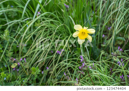 Daffodils blooming in spring 123474404
