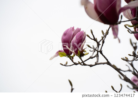 Magnolia flowers shining in the blue sky in early spring 123474417