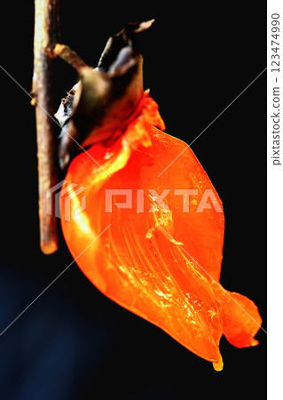 Juicy Ripe Persimmon in Xinpu, Taiwan. 123474990