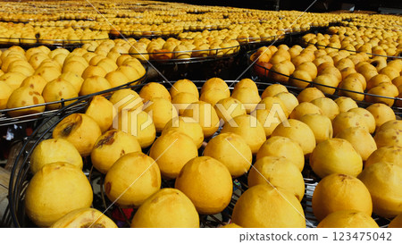 Drying Persimmons in Xinpu Township, Hsinchu County, Taiwan. Drying Persimmons in Xinpu Township, Hsinchu County, Taiwan. 123475042