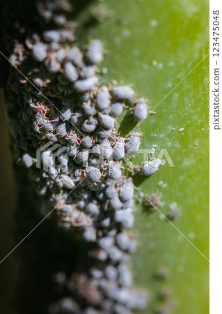 Aphids on Plant Stem in Hsinchu, Taiwan. 123475048