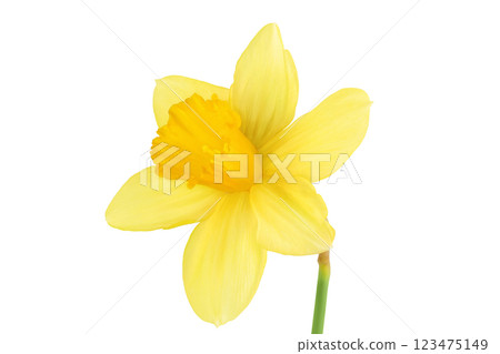 Daffodil flower or narcissus isolated on white background with full depth of field Daffodil flower or narcissus isolated on white background with full depth of field 123475149