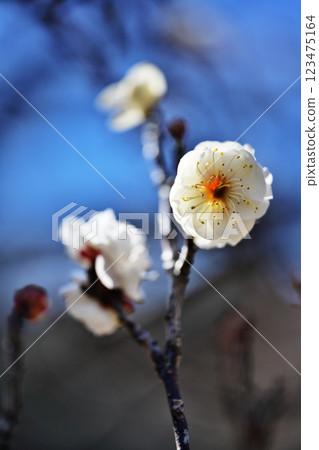 白梅花 123475164