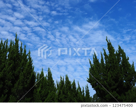 A sky filled with scaly clouds and a refreshing accompaniment to the trees 123475400
