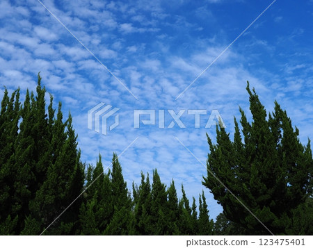A sky filled with scaly clouds and a refreshing accompaniment to the trees 123475401