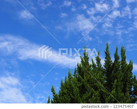 A sky filled with scaly clouds and a refreshing accompaniment to the trees 123475407