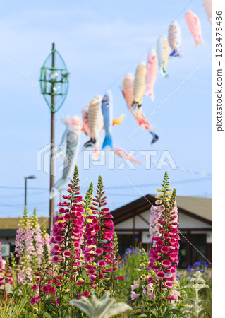Digitalis and carp streamers 123475436
