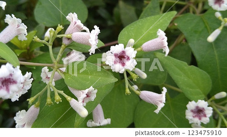 Hexokazura flowers 123475910