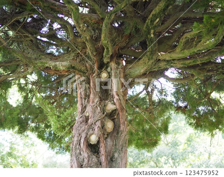 Birds perched on trees, things speaking from the tree trunks, the freshness of the green, and history. Birds perched on trees, things speaking from the tree trunks, the freshness of the green, and history. 123475952