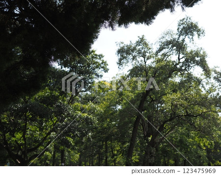 Birds perched on trees, things speaking from the tree trunks, the freshness of the green, and history. 123475969