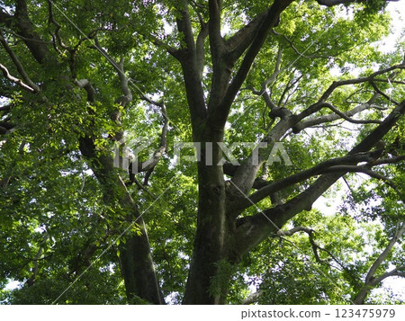 鳥兒棲息在樹上,在樹幹上說話,讓你感受到綠色的清新。還有歷史。 鳥兒棲息在樹上,在樹幹上說話,讓你感受到綠色的清新。還有歷史。 123475979