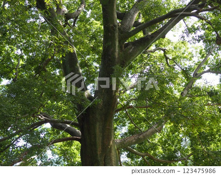 鳥兒棲息在樹上，在樹幹上說話，讓你感受到綠色的清新。還有歷史。 123475986