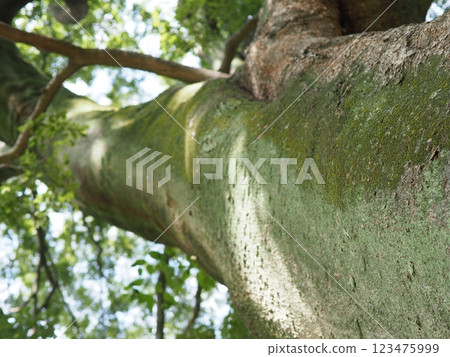 Birds perched on trees, things speaking from the tree trunks, the freshness of the green, and history. 123475999