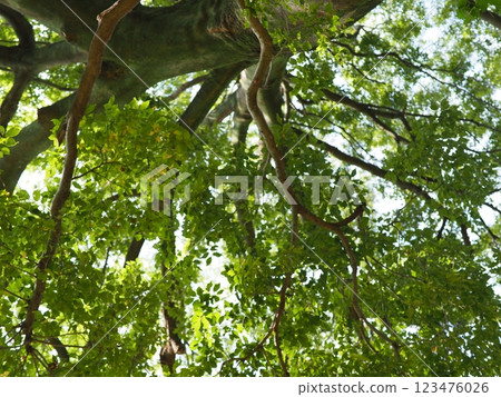 Birds perched on trees, things speaking from the tree trunks, the freshness of the green, and history. Birds perched on trees, things speaking from the tree trunks, the freshness of the green, and history. 123476026