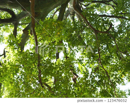 Birds perched on trees, things speaking from the tree trunks, the freshness of the green, and history. 123476032