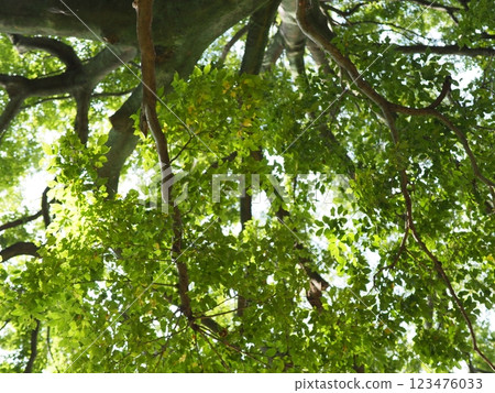 Birds perched on trees, things speaking from the tree trunks, the freshness of the green, and history. 123476033