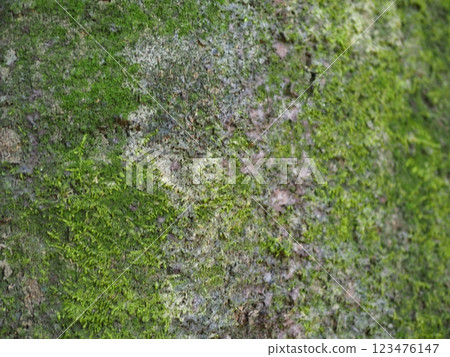 Moss growing on tree trunks: A dialogue between trees: A world created by moss 123476147