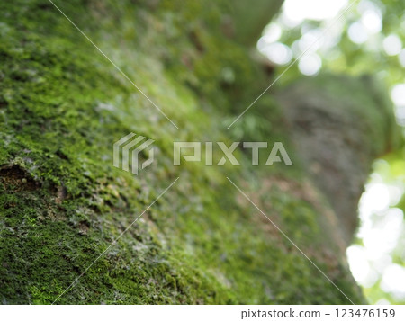 樹幹上長滿苔蘚：樹木之間的對話：苔蘚創造的世界 123476159