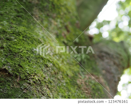 Moss growing on tree trunks: A dialogue between trees: A world created by moss 123476161