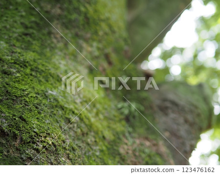 Moss growing on tree trunks: A dialogue between trees: A world created by moss 123476162
