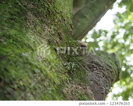 Moss growing on tree trunks: A dialogue between trees: A world created by moss 123476163
