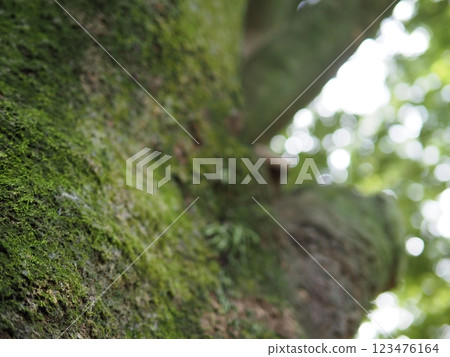 樹幹上長滿苔蘚：樹木之間的對話：苔蘚創造的世界 123476164