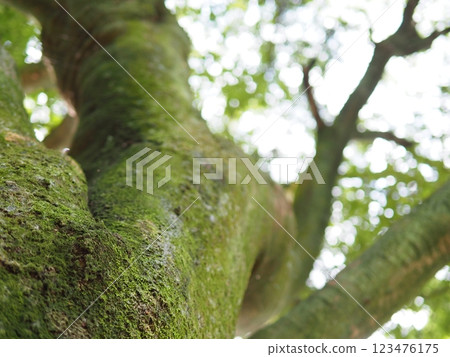 樹幹上長滿苔蘚：樹木之間的對話：苔蘚創造的世界 123476175