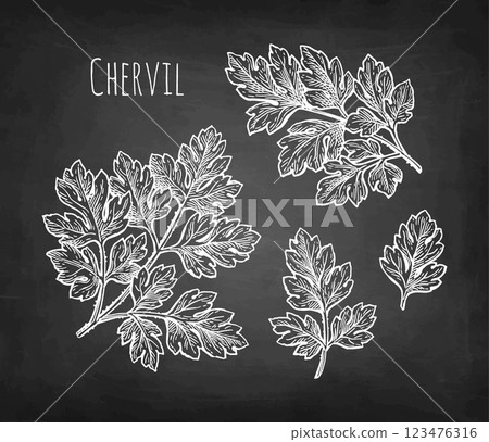 Chervil herb chalk sketch 123476316