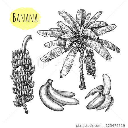 Banana ink sketches set Banana ink sketches set 123476319