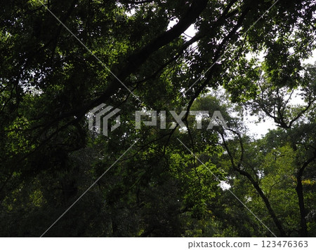 從森林望去的天空，藍色和綠色的混合。 123476363