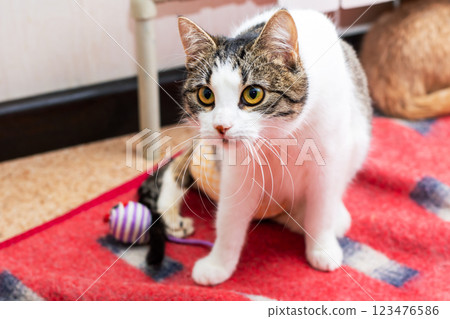 A fluffy cat sits on a red blanket, curiously looking at the camera 123476586