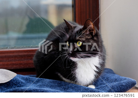 A black and white cat is comfortably laying on a blue towel A black and white cat is comfortably laying on a blue towel 123476591